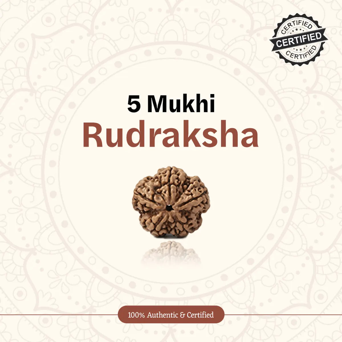 Nepal Origin 5 Mukhi Rudraksha