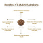 Nepal Origin 5 Mukhi Rudraksha