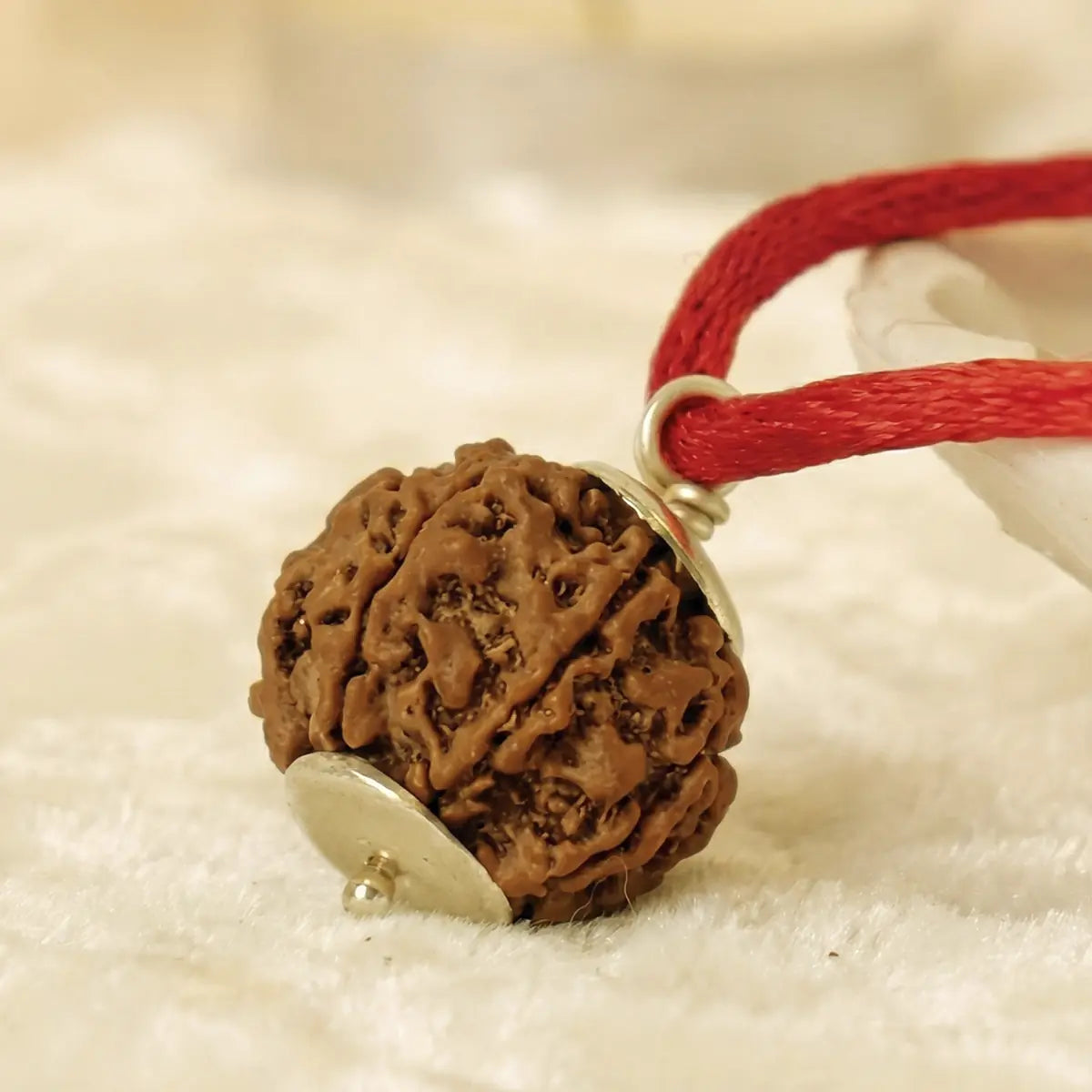 Nepal Origin 6 Mukhi Rudraksha