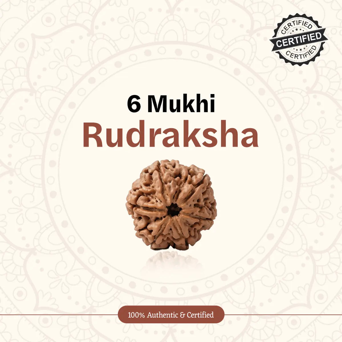Nepal Origin 6 Mukhi Rudraksha
