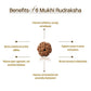 Nepal Origin 6 Mukhi Rudraksha