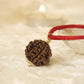 Nepal Origin 7 Mukhi Rudraksha