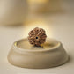 Nepal Origin 7 Mukhi Rudraksha