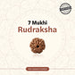 Nepal Origin 7 Mukhi Rudraksha