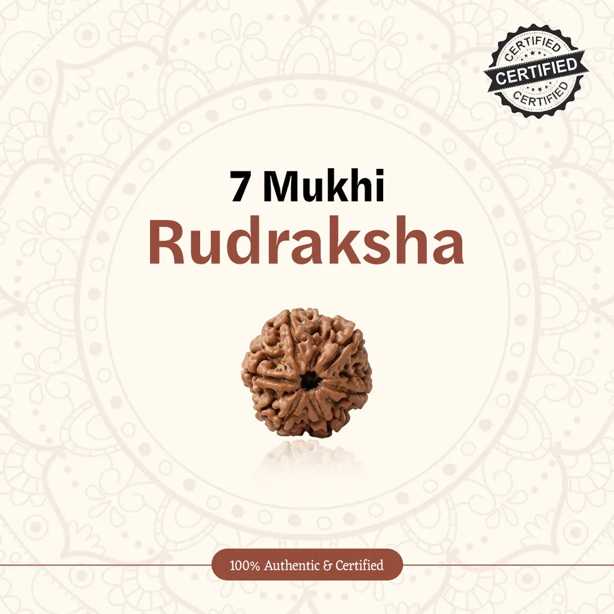 Nepal Origin 7 Mukhi Rudraksha