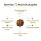 Nepal Origin 7 Mukhi Rudraksha