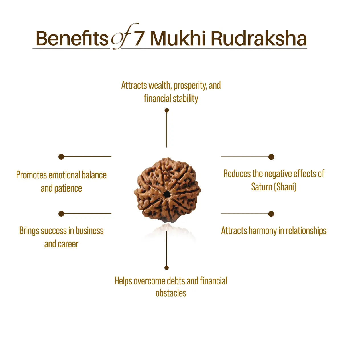 Nepal Origin 7 Mukhi Rudraksha