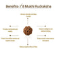 Nepal Origin 8 Mukhi Rudraksha