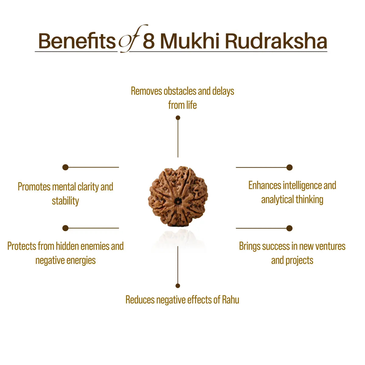 Nepal Origin 8 Mukhi Rudraksha