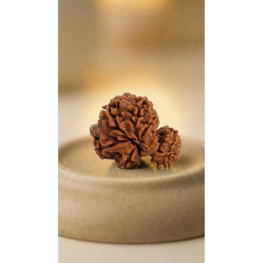 Nepal Origin Garbh Gauri Rudraksha