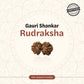 Nepal Origin Gauri Shankar Rudraksha